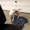 Tornado Spinning GIF by Impact Dog Crates
