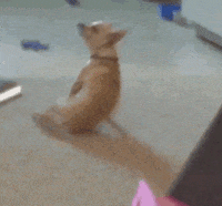 Dog Lol GIF by America's Funniest Home Videos