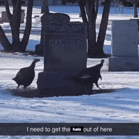 Tombstone GIF by AVOS