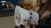 Bbc Two Pets GIF by BBC
