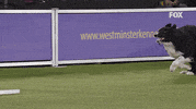 GIF by Westminster Kennel Club