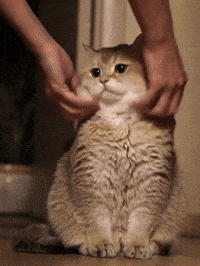 chubby GIF