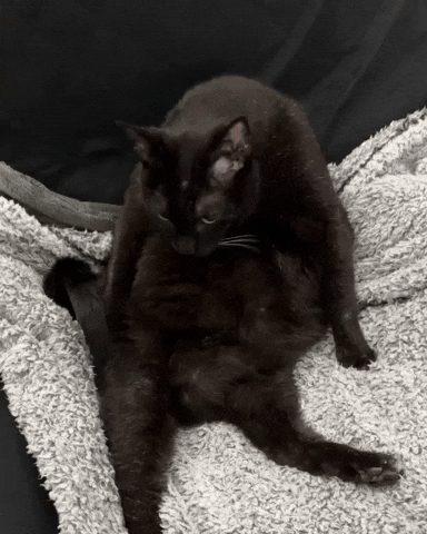 mannycat annoyed black cat funny cat annoyed cat GIF