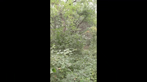 MOhunting giphyupload GIF