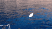 Discovery GIF by Shark Week