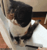Happy Cat GIF