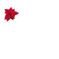 Christmas Flower Sticker by Ball Horticultural Co