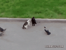 cat fighting GIF