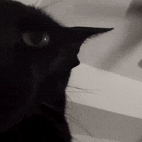 Black Cat GIF