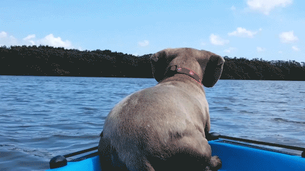 dustuncan giphyupload GIF