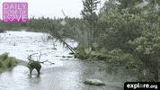 exploreorg animals nature organic bears GIF