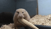 cheeks GIF