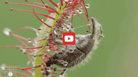 GIF by KQEDScience