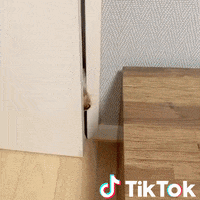 Dog Pet GIF by TikTok Italia