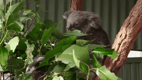 the next step show the world GIF by The Next Step
