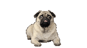 Pug Mondou Sticker by Mondou_calin