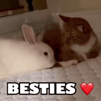Best Friends Cat GIF by Respective