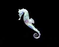Waardesign sea creatures ocean life sea horse GIF