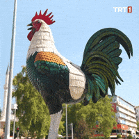 Good Morning GIF by TRT