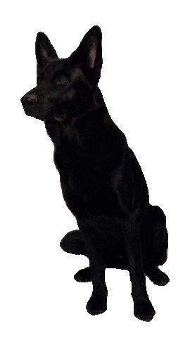 hundesportco hundesport schäferhund moros hundesport co Sticker