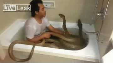 snakes washing GIF
