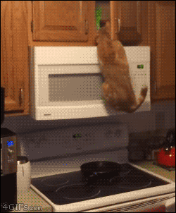 cat burglar GIF