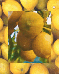 Fruit Tree GIF by Milagro Tequila