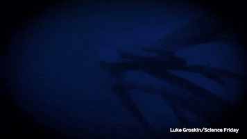 giant squid cephalopod GIF by Science Friday