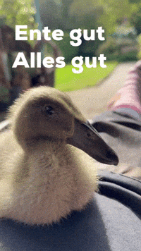 Duck Pato GIF