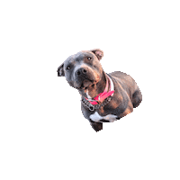 TheLovePitRescue tlp fosteringsaveslives fostersneeded thelovepitrescue Sticker
