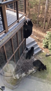 Momma Bear Skillfully Scales Porch Railing to Drink From Birdbath