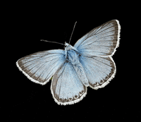savebutterflies summer animals blue nature GIF