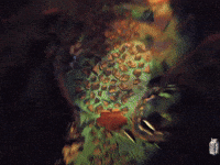 Music Video Lyrical Lemonade GIF