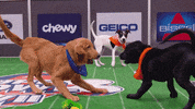 Animal Planet GIF by Puppy Bowl