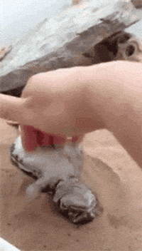 pap GIF