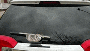 sloth hanging GIF by WiperTags