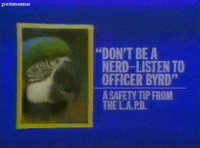 los angeles parrots GIF