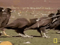 druid GIF