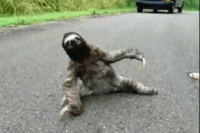 Tired Sloth GIF