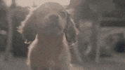 kansas city dog GIF by Polyvinyl Records