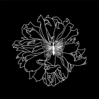 Black And White Flower GIF by Trevor Anderson