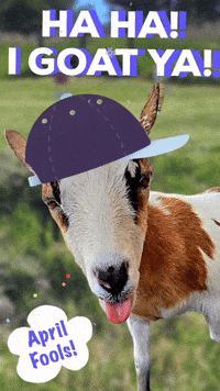 April Fools Prank GIF by Goatta Be Me Goats! Adventures of Java, Toffee, Pumpkin and Cookie!
