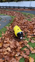 Bulldog Enjoys Rolling in Seattle’s Autumn Leaves