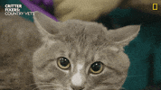 National Geographic Reaction GIF by Nat Geo Wild