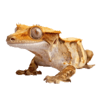 Guinea Pig Love Sticker