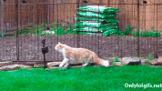 whats GIF