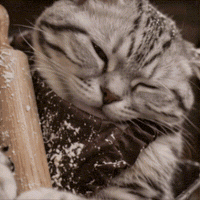 Tired Tabby Cat GIF