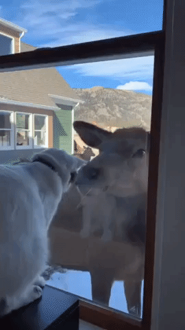 Cat and Elk Come Face-to-Face at Home in Estes Park, Colorado