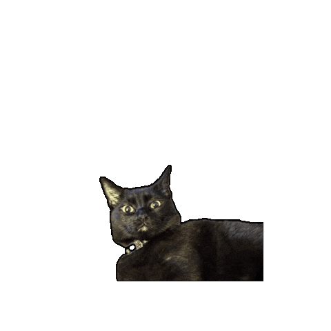 Black Cat What Sticker by Rod Kim