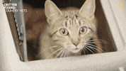 National Geographic Reaction GIF by Nat Geo Wild